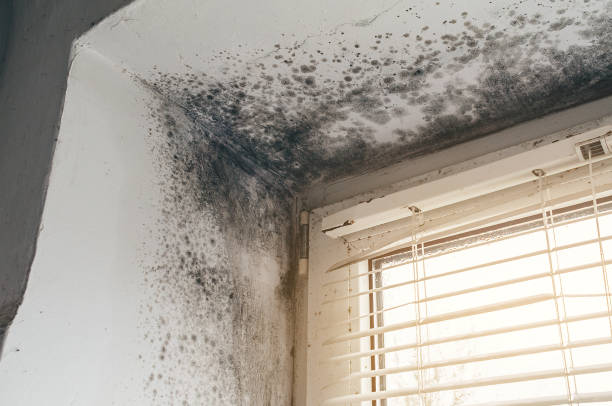Affordable Commercial Mold Remediation solutions in Rogers, TX